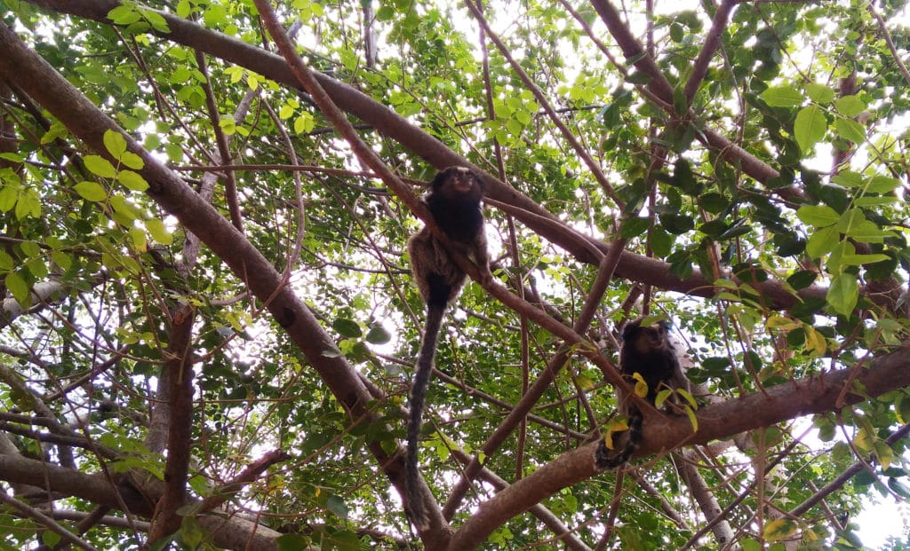 Macacos na ârvore na Chapada diamantina no Brasil