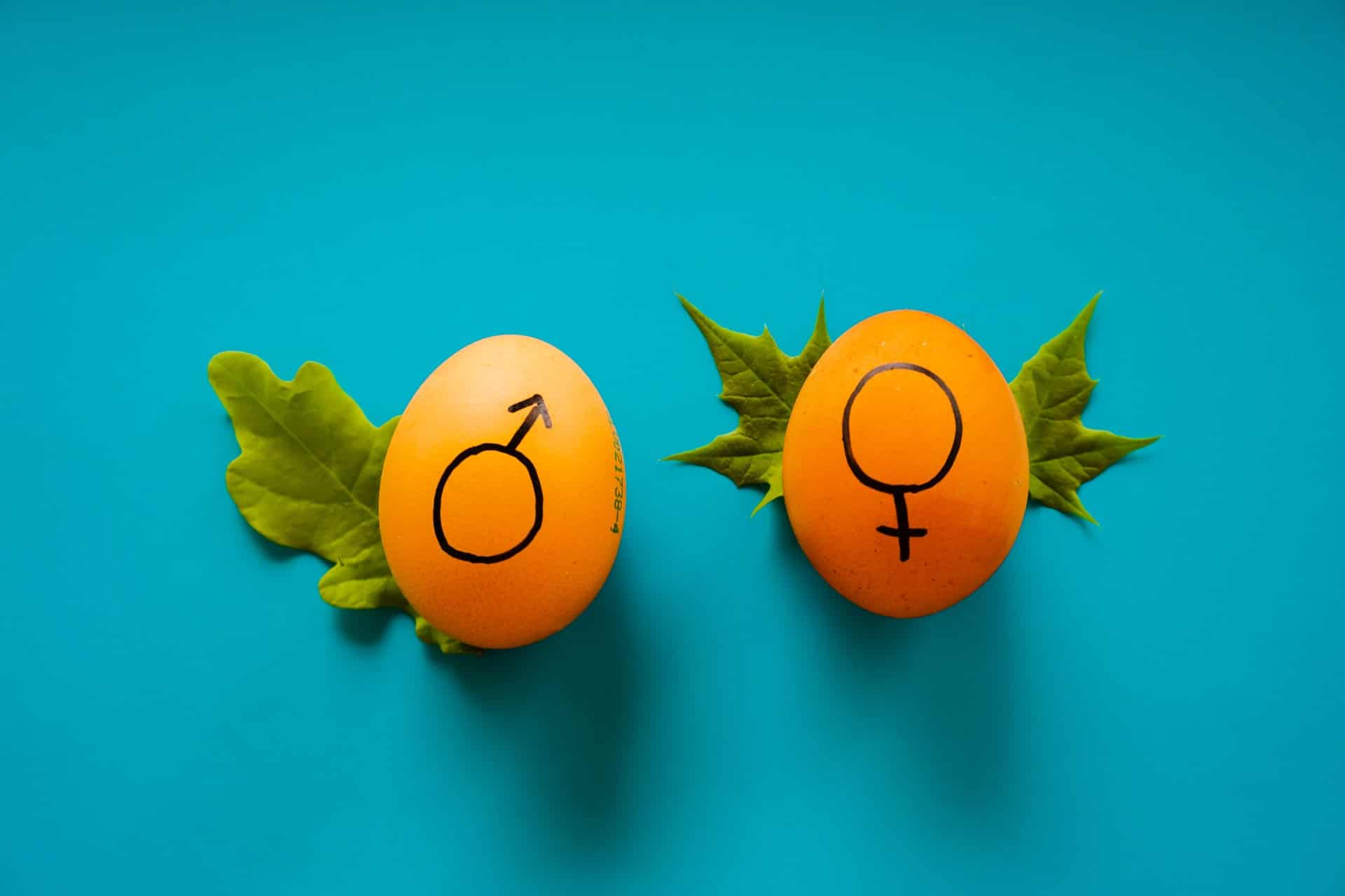 Frutas representando os gêneros feminino e masculino